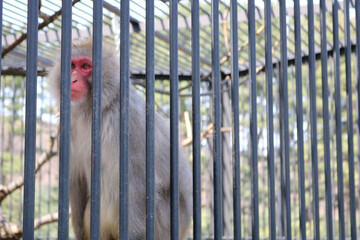 the monkey at the zoo