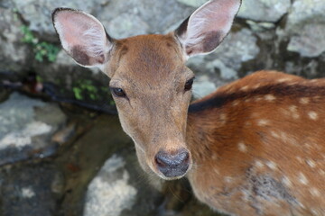 しか　奈良　鹿公園　鹿煎餅　動物　鹿