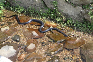 青大将　アオダイショウ　ヘビ　カラスヘビ　蛇