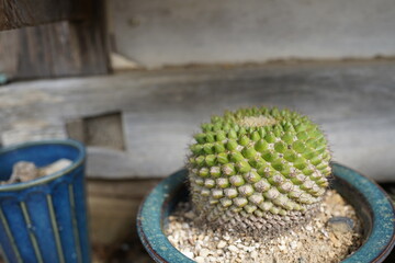cactus in a pot