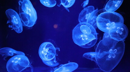 Jellyfish, blue, dreamy
