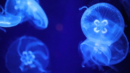 Fototapeta na wymiar Jellyfish, blue, dreamy