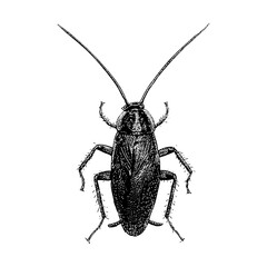 German Cockroach hand drawing vector illustration isolated on background