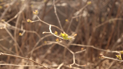 sprout natural green tree growing background