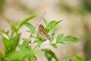 Butterfly on leaves