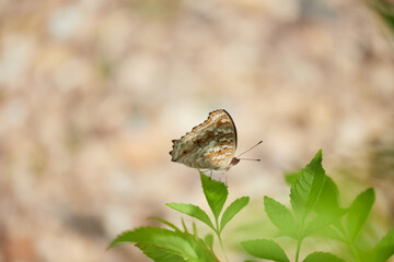 Butterfly on leaves