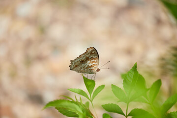 Butterfly on leaves