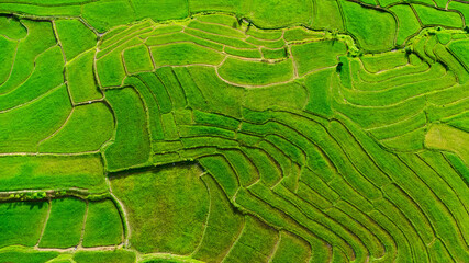 Aerial view of the green rice terraces on the mountains in spring. Beautiful green area of young rice fields or agricultural land in northern Thailand. Natural landscape background.