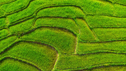 Aerial view of the green rice terraces on the mountains in spring. Beautiful green area of young rice fields or agricultural land in northern Thailand. Natural landscape background.
