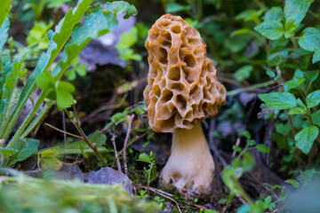 Edible mushrooms. Common morel fungus (Morchella esculenta). Spring edible morel mushroom © Olivia