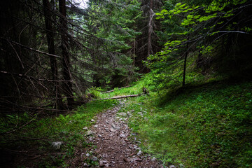 Fototapeta na wymiar Road in the pine forest, Carpathians