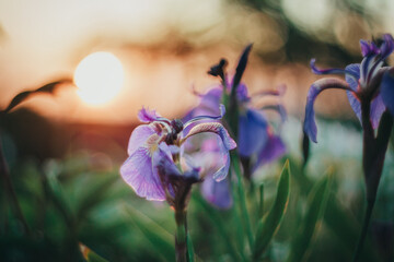 Sunset in the flower garden. Irises on the background of the setting sun.