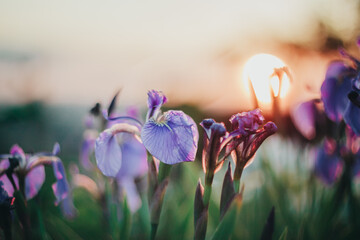 Sunset in the flower garden. Irises on the background of the setting sun.