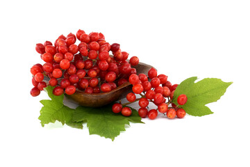 Viburnum Opulus berries and leaves on white