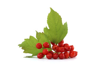 Red berries of Guelder Rose plant over white
