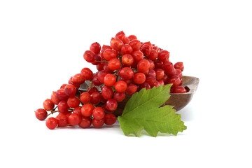 Guelder rose or viburnum opulus berries and leaves