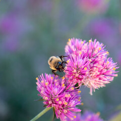 bee on a flower