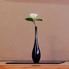 Traditional ikebana arrangement of a white flower in a black vase