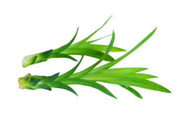 Young pandan leaf shoots isolated on a white background with clipping paths