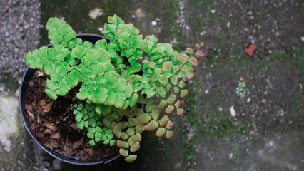 Green color leaf  Adiantum peruvianum with dark background