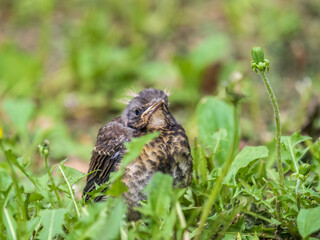 A fieldfare chick, Turdus pilaris, has left the nest and sitting on the spring lawn. A fieldfare...