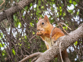 The squirrel with nut sits on a branches in the spring or summer.