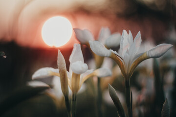 Sunset in the flower garden. White iris on the background of the setting sun.
