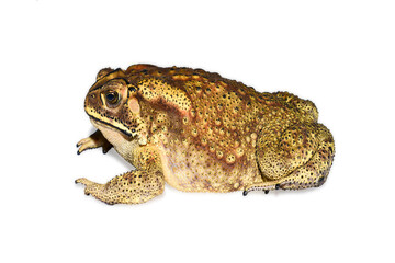 South Asian  garden toad (Bufo melanostictus ) from India, Isolated on white background