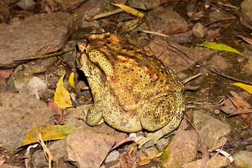 Fototapeta premium South Asian garden toad (Bufo melanostictus ) from India