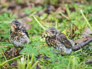 Two fieldfare chicks, Turdus pilaris, have left the nest and are sitting on the spring lawn. Fieldfare chicks sit on the ground and wait for food from its parents.
