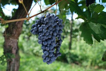 Single bouquet of grapes on the vine. Close-up of bunches of ripe red grapes on the vine.