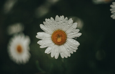 Rainy evening in a flower garden with daisies