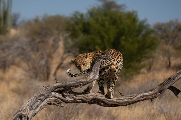 leopard in a tree waiting for prey Africa Kenya