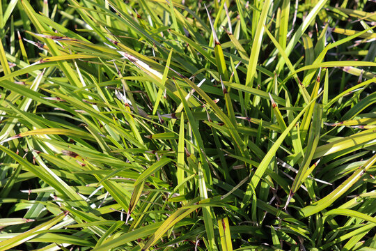 dianella grass plant used in landscaping