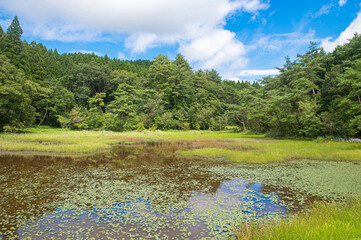 夏の樫原湿原