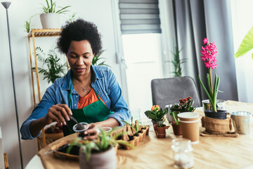 Woman transplanting flowers at home. Spring potted flower care.