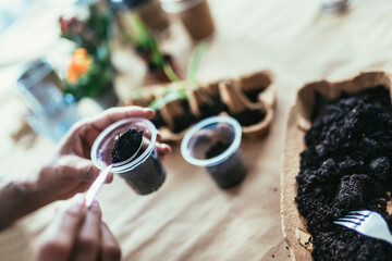 Woman transplanting flowers at home. Spring potted flower care.