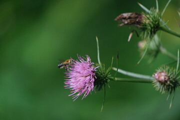 ミツバチとアザミ