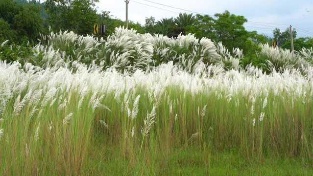 Beautiful white kash or kans grass flower, Saccharum spontaneum, during durga puja festival