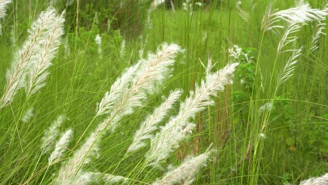 Beautiful white kash or kans grass flower, Saccharum spontaneum, during durga puja festival
