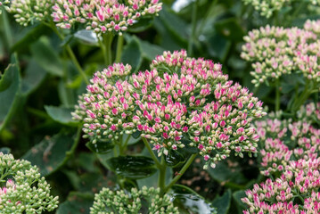 Obraz premium Sedum. Flowering bush in the garden.