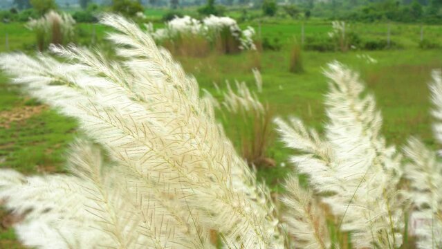 Beautiful white kash or kans grass flower, Saccharum spontaneum, during durga puja festival