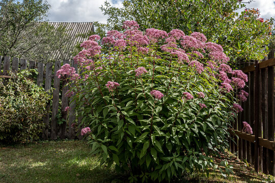 Eupatorium blooms in the garden.
