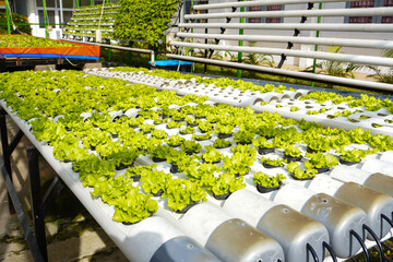 Young lettuce growing using the hydroponic method. Rows of hydroponic vegetables growing in a hydroponic greenhouse. Baby lettuce growing in a garden.