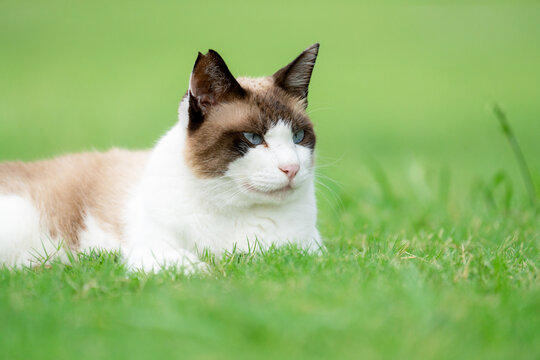芝生に寝転ぶ地域猫