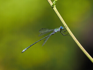 アオイトトンボ