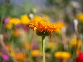 Meadow with close up yellow flower during summer time