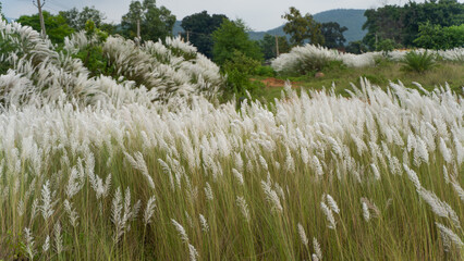 Beautiful white kash or kans grass flower, Saccharum spontaneum, during durga puja festival