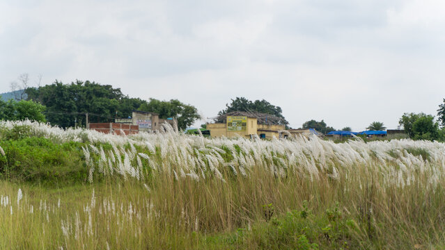 Beautiful white kash or kans grass flower, Saccharum spontaneum, during durga puja festival