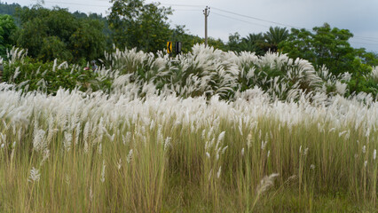 Beautiful white kash or kans grass flower, Saccharum spontaneum, during durga puja festival
